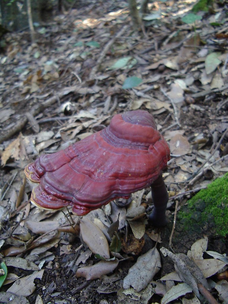Ganoderma lucidum? (Ganoderma lucidum)